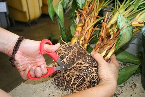 Transplantation et reproduction d'aglaonema