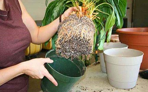 Lorsque les racines remplissent complètement le pot, la plante doit être transplantée.