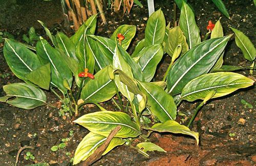 Aglaonema dans la nature