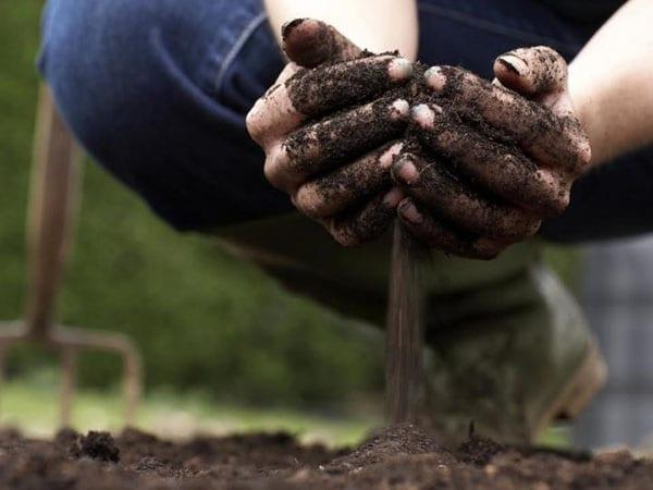 fertilizantes para hortalizas