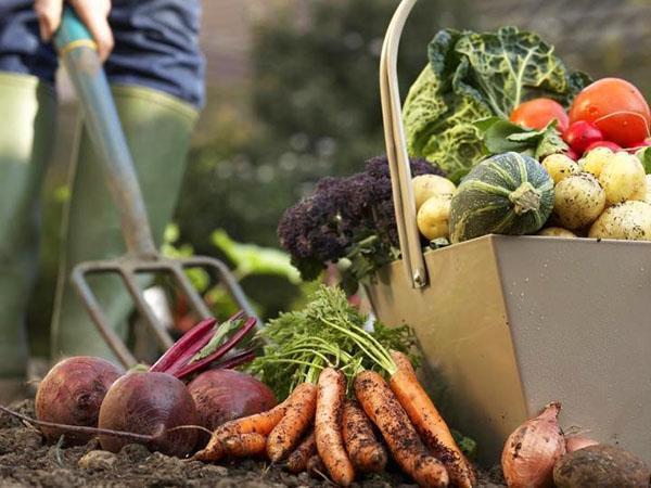 verduras saludables y nutritivas
