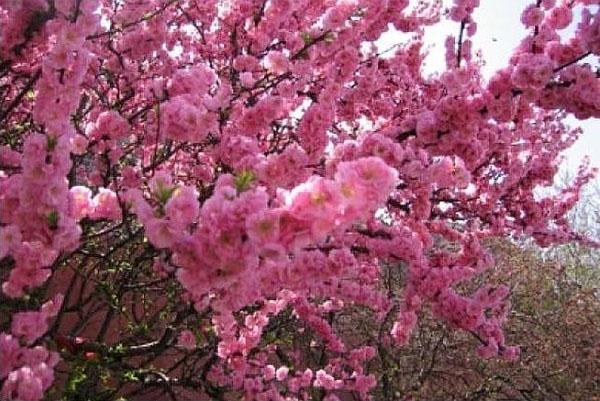 El albaricoque florece en el jardín de la región de Moscú.