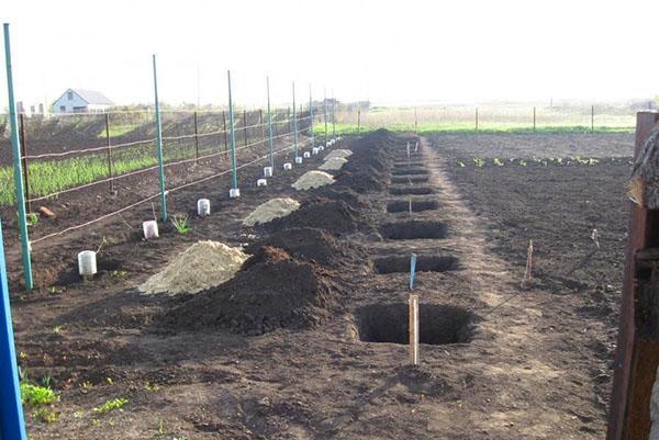 preparación de hoyos de plantación