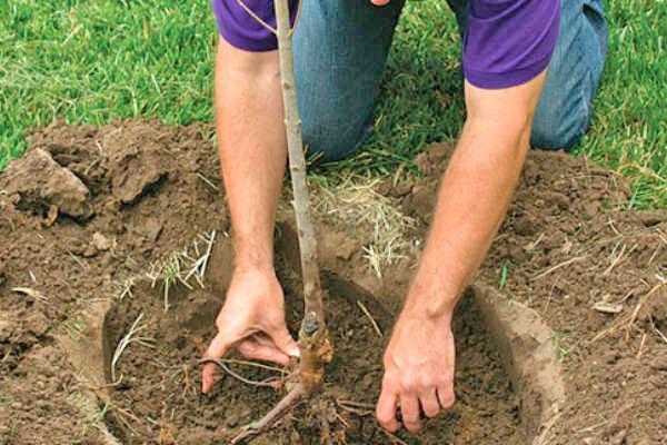 plantar una plántula de albaricoque