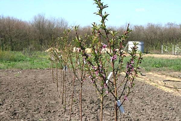 jeune jardin