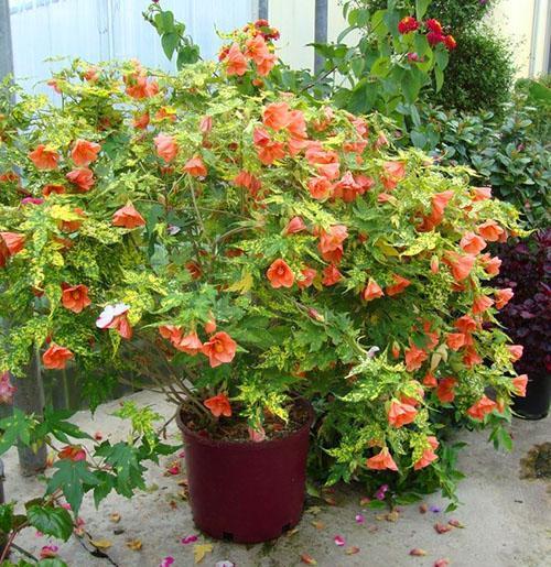 Abutilon dans la serre