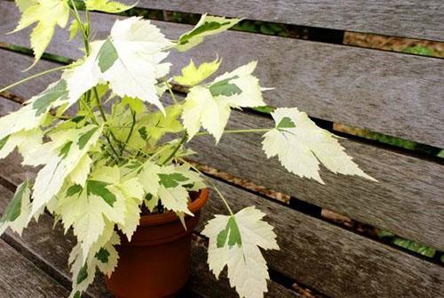 La formation de la couronne d'abutilon dépend de la qualité de l'éclairage.