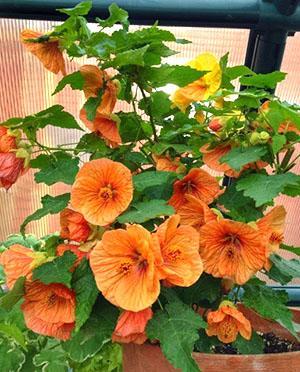 Pour une floraison luxuriante, vous devez suivre les règles d'arrosage