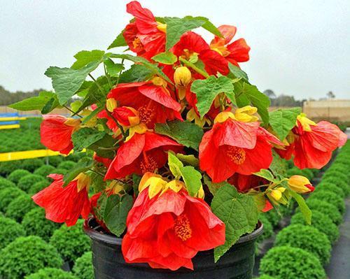 Pendant la floraison, des engrais phosphore-potassium sont appliqués
