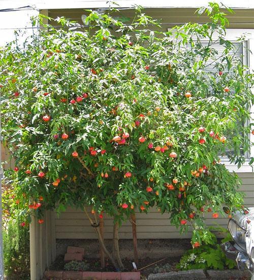 La plante a besoin d'une taille et d'une mise en forme de la couronne