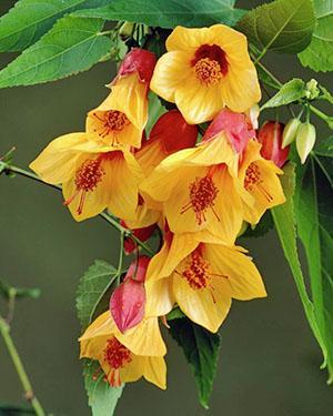 Floraison lumineuse d'abutilon