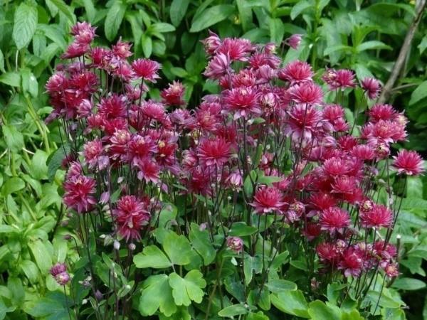 aquilegia croissante dans le jardin