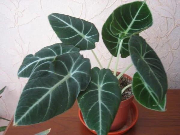 alocasia dans la chambre