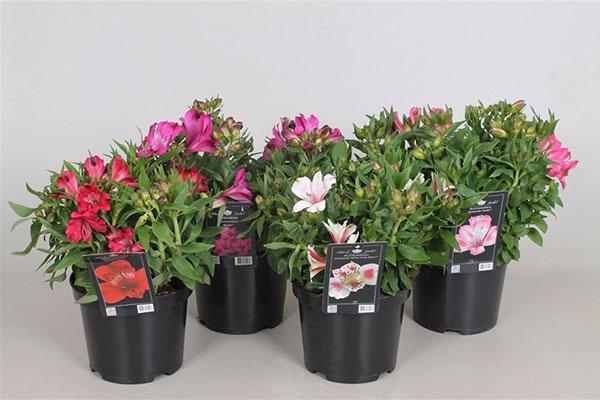 alstroemeria en macetas