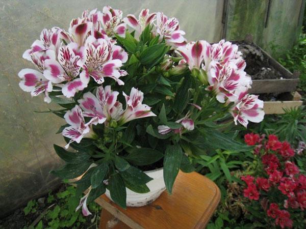 cultivo de alstroemeria en casa