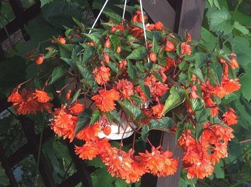 begonia ampelosa