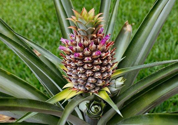 fleurs d'ananas