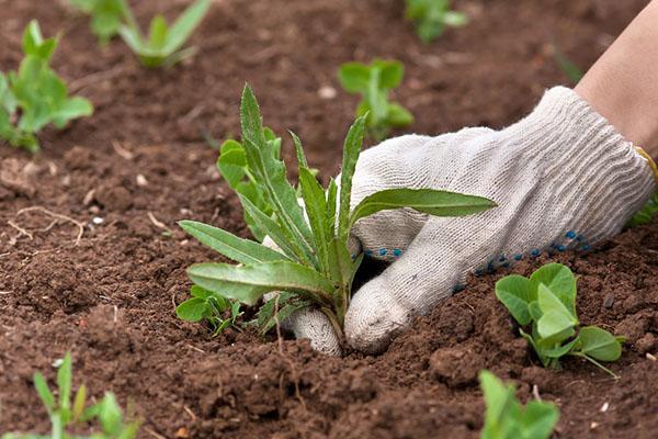 entretien des lits de jardin