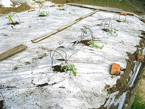 Cama de jardín siberiana aislada