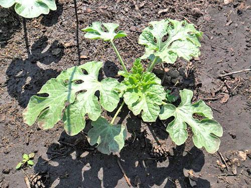 Planta joven en un jardín abierto