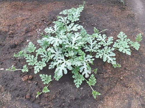 Cuidado de las plantas: riego y alimentación.