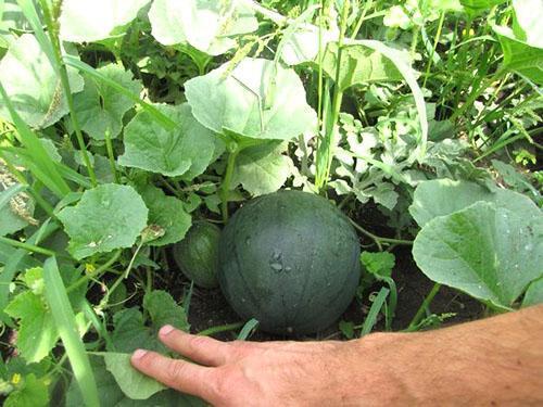 Aquí hay una sandía cultivada en una cabaña de verano.