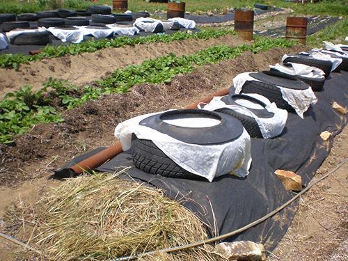 Cultivo de sandías sin invernadero.