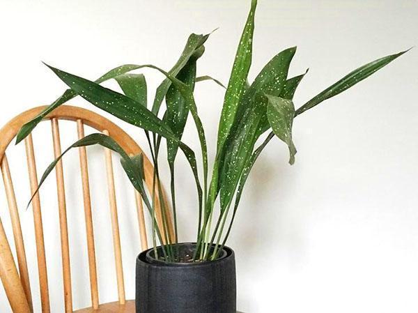 faire pousser de l'aspidistra à la maison