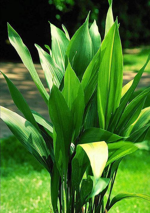 aspidistra en el jardín