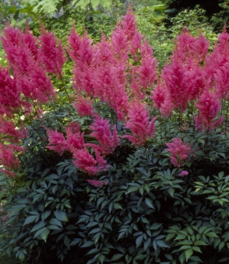 Astilbe rojo de tamaño insuficiente