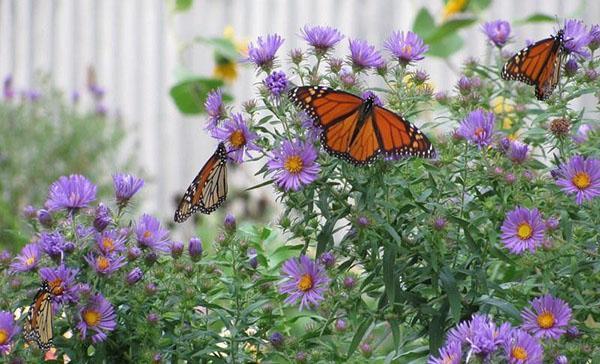 asters de jardin vivaces