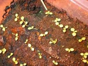 plántulas de begonia