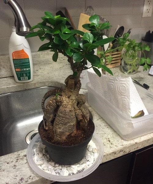 trasplantar y regar bonsai