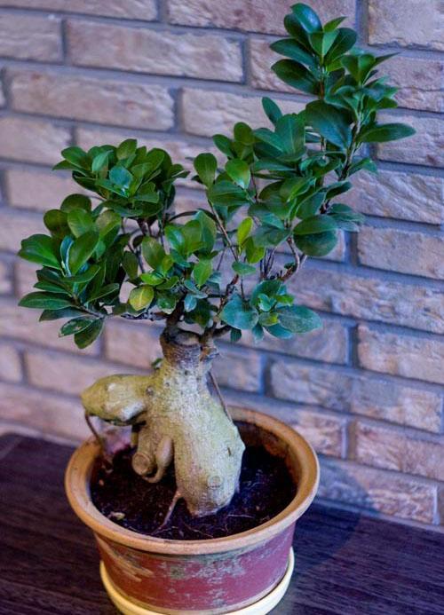 bonsaï ficus à l'intérieur