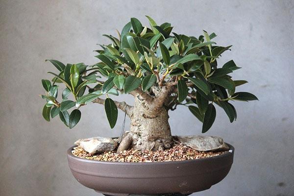 prendre soin du bonsaï ficus