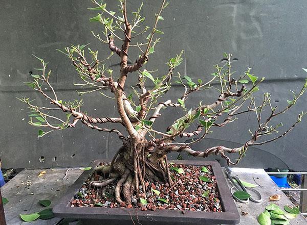 proceso de formación de bonsai