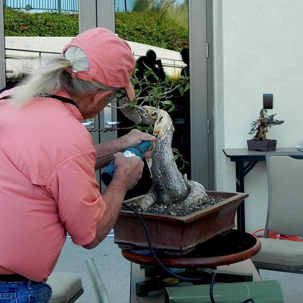vieillissement du tronc d'un bonsaï ficus