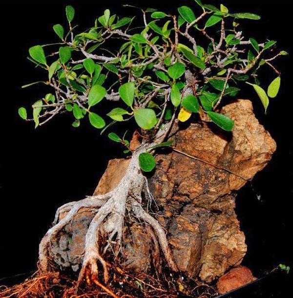 Formación de bonsai en un fragmento de una roca