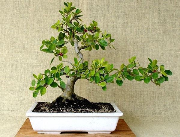 idea de formación de bonsai