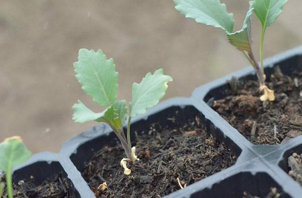 faire pousser des semis de brocoli