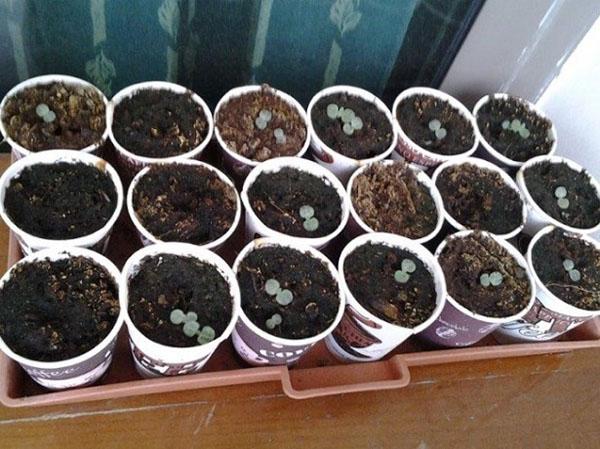propagación de arándanos