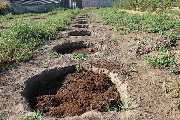 preparación de hoyos para plantar arándanos