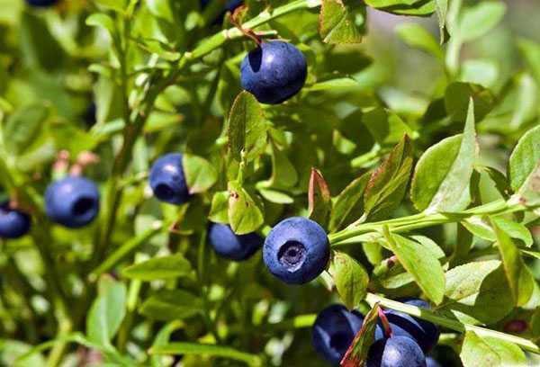 faire pousser des myrtilles dans le jardin