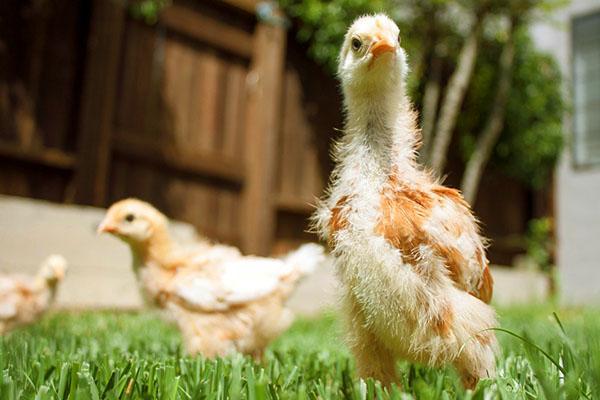Poulets sur l'herbe