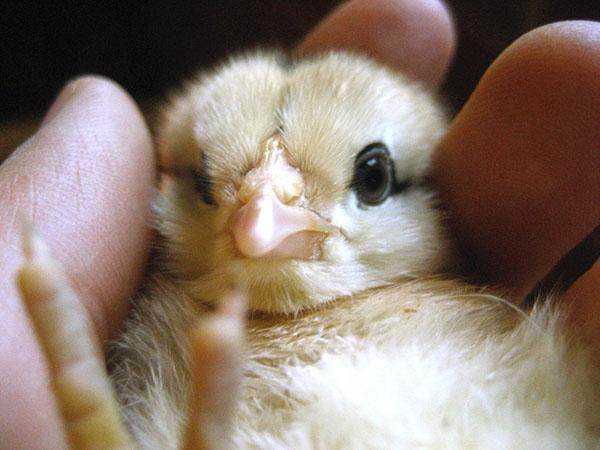 Les poussins nouveau-nés ont besoin de soins attentifs de la part de leur propriétaire