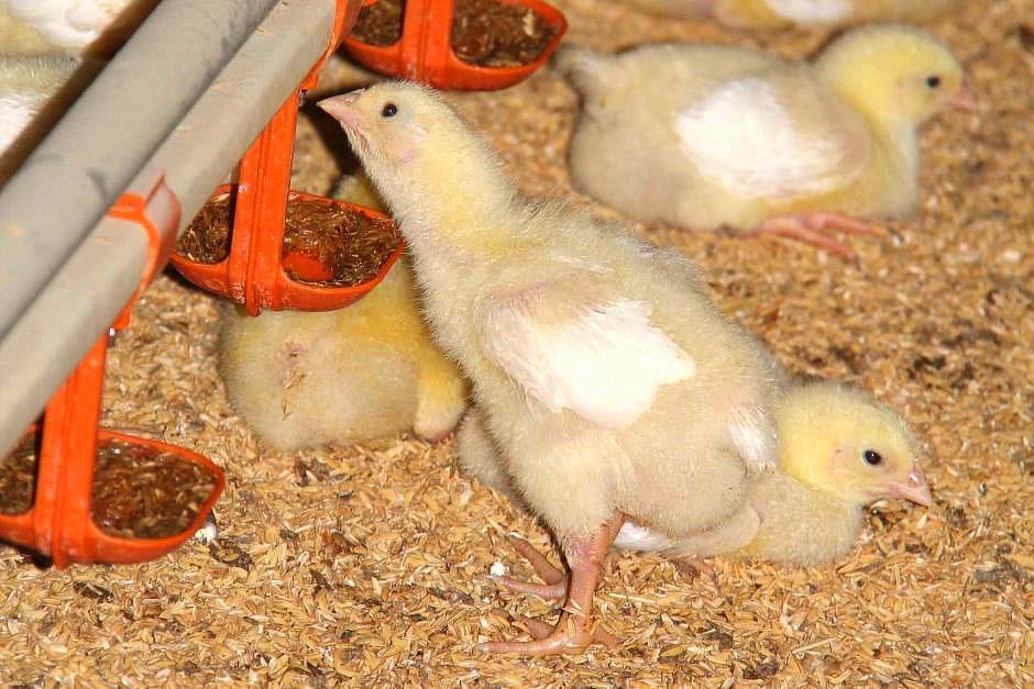 Conditions d'élevage des poules