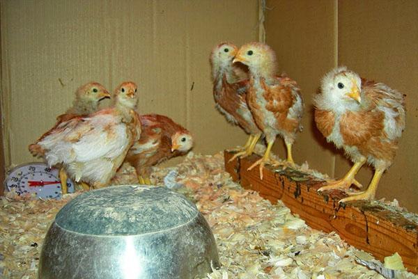 Pollos en una incubadora