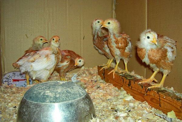 Poulets dans une couveuse