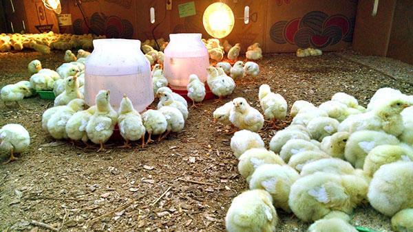 Les petits poussins ont besoin d'un éclairage 24 heures sur 24