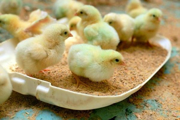Los pollitos de un día pueden seleccionar el alimento de forma independiente